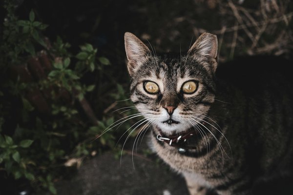 Achieve fluency in arabic online: tailored lessons for every stage